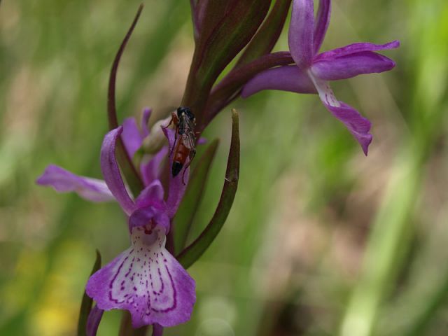 Dactylorhiza elata subsp. sesquipedalis (Willd.) Soņ Dactylorhiza elata subsp. sesquipedalis (Willd.) Soņ
