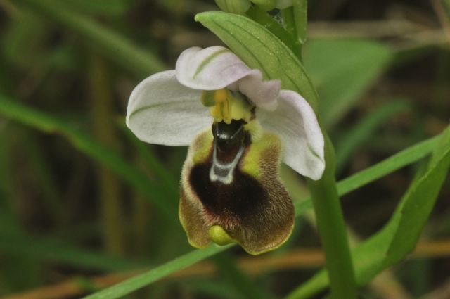 Ophrys tenthredinifera subsp. neglecta (Parl.) E.G.Camus Ophrys tenthredinifera subsp. neglecta (Parl.) E.G.Camus