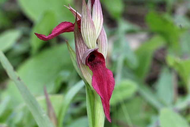 Serapias x meriodionalis E.G. Camus
