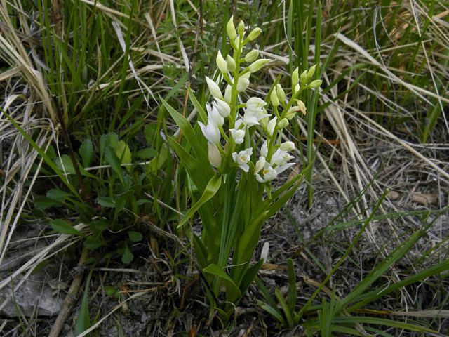 Cephalanthera longifolia (L.) Fritsch Cephalanthera longifolia (L.) Fritsch