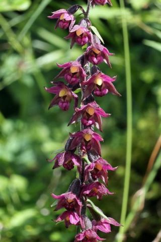 Epipactis atrorubens (Hoffm. ex Bernh.) Besser Epipactis atrorubens (Hoffm. ex Bernh.) Besser