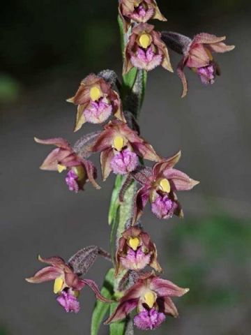 Epipactis atrorubens (Hoffm. ex Bernh.) Besser Epipactis atrorubens (Hoffm. ex Bernh.) Besser
