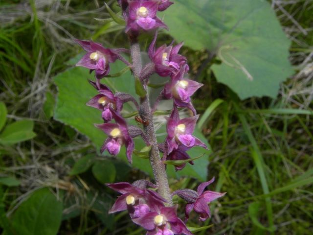 Epipactis atrorubens (Hoffm. ex Bernh.) Besser Epipactis atrorubens (Hoffm. ex Bernh.) Besser