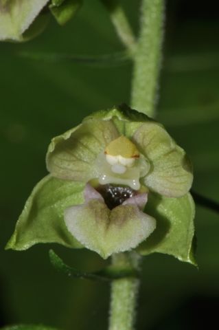 Epipactis helleborine subsp. helleborine (L.) Crantz Epipactis helleborine subsp. helleborine (L.) Crantz