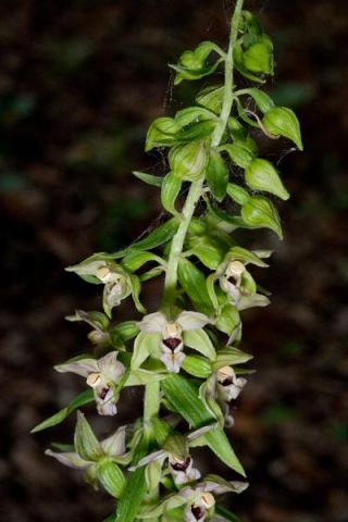 Epipactis helleborine subsp. helleborine (L.) Crantz Epipactis helleborine subsp. helleborine (L.) Crantz