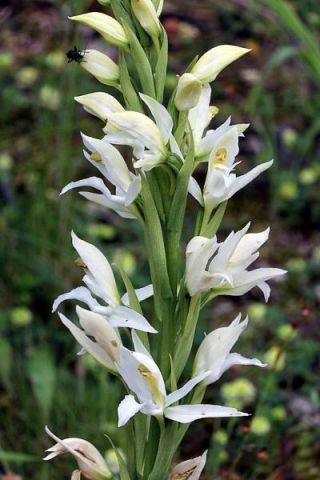 Limodorum abortivum (L.) Sw. Limodorum abortivum (L.) Sw.
