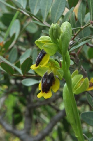 Ophrys lutea subsp. lutea Cav. Ophrys lutea subsp. lutea Cav.