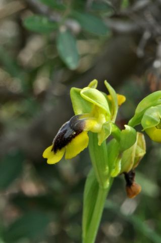 Ophrys lutea subsp. lutea Cav. Ophrys lutea subsp. lutea Cav.