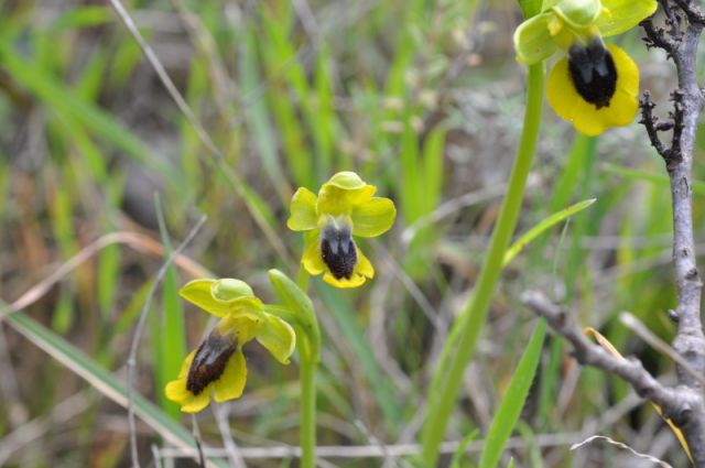 Ophrys lutea subsp. lutea Cav. Ophrys lutea subsp. lutea Cav.