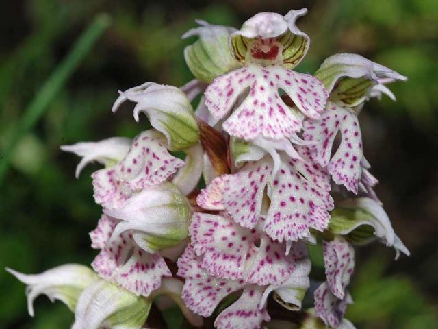 Neotinea lactea (Poir.) R.M. Bateman, Pridgeon & M.W. Chase Neotinea lactea (Poir.) R.M. Bateman, Pridgeon & M.W. Chase