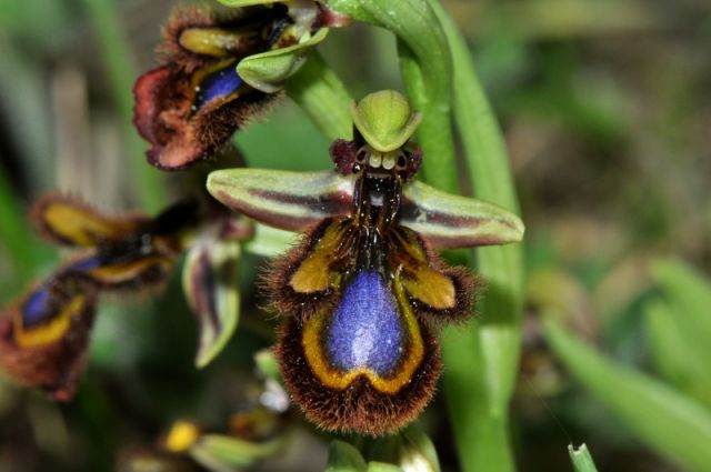 Ophrys speculum Link Ophrys speculum Link