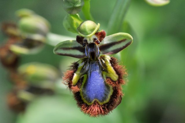 Ophrys speculum Link Ophrys speculum Link