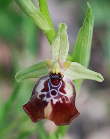 Ophrys oxyrrhynchos subsp. oxyrrhynchos Tod. Ophrys oxyrrhynchos subsp. oxyrrhynchos Tod.