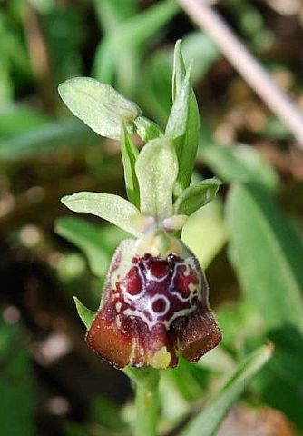 Ophrys oxyrrhynchos subsp. oxyrrhynchos Tod. Ophrys oxyrrhynchos subsp. oxyrrhynchos Tod.