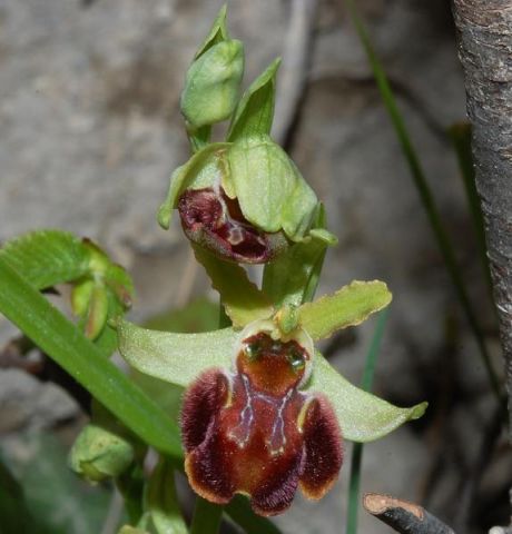 Ophrys sphegodes subsp. sphegodes Miller Ophrys sphegodes subsp. sphegodes Miller