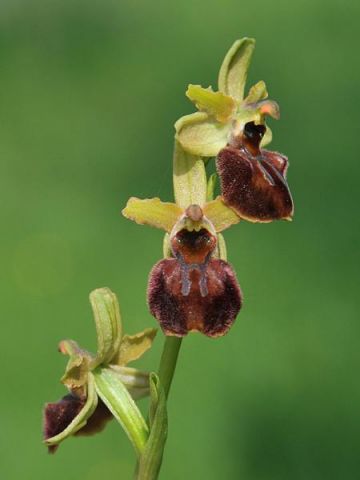 Ophrys sphegodes subsp. sphegodes Miller Ophrys sphegodes subsp. sphegodes Miller