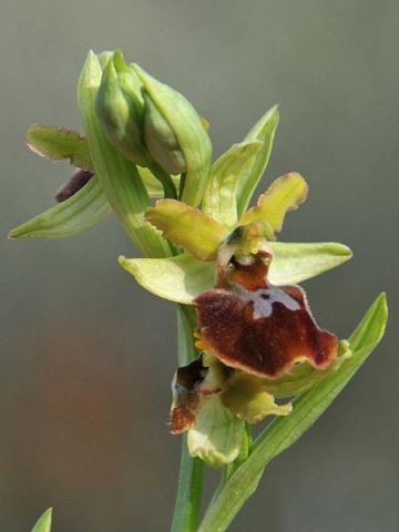 Ophrys sphegodes subsp. sphegodes Miller Ophrys sphegodes subsp. sphegodes Miller