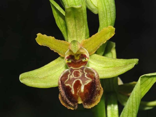 Ophrys sphegodes subsp. sphegodes Miller Ophrys sphegodes subsp. sphegodes Miller