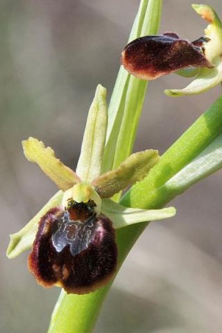 Ophrys sphegodes subsp. sphegodes Miller Ophrys sphegodes subsp. sphegodes Miller