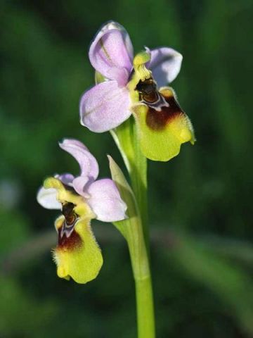 Ophrys tenthredinifera Willd. Ophrys tenthredinifera Willd.