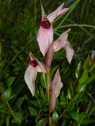 Serapias lingua L. Serapias lingua L.