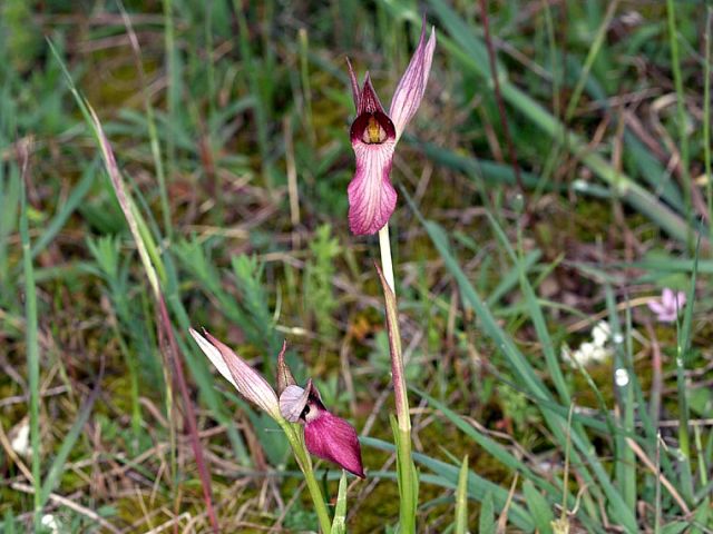 Serapias lingua L.