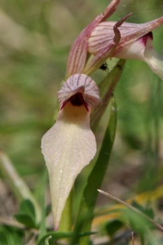 Serapias lingua L. Serapias lingua L.