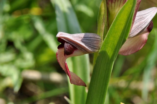 Serapias lingua L. Serapias lingua L.