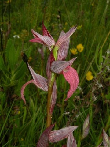 Serapias lingua L. Serapias lingua L.