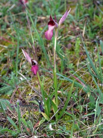 Serapias lingua L. Serapias lingua L.