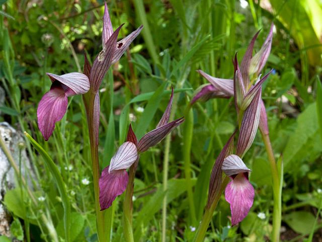 Serapias lingua L. Serapias lingua L.
