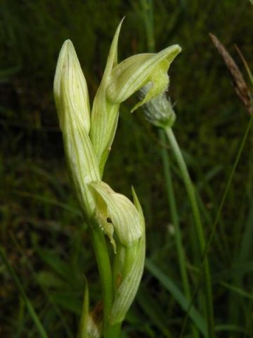 Serapias parviflora Parl. Serapias parviflora Parl.