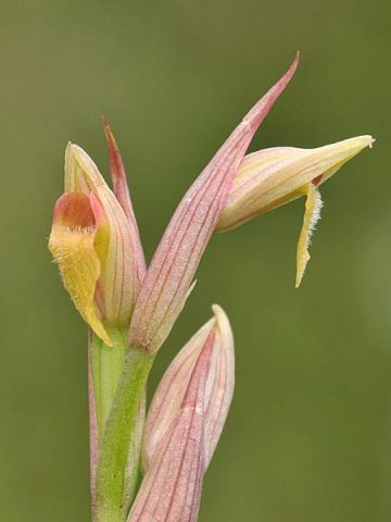 Serapias parviflora Parl. Serapias parviflora Parl.