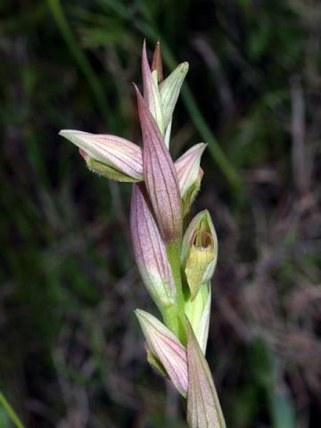 Serapias parviflora Parl. Serapias parviflora Parl.