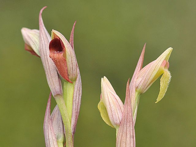 Serapias parviflora Parl. Serapias parviflora Parl.