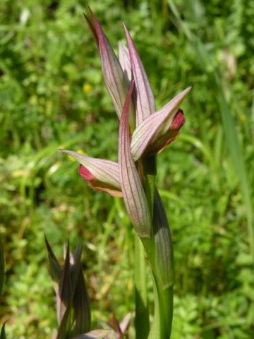 Serapias parviflora Parl. Serapias parviflora Parl.