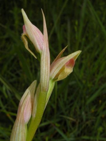 Serapias parviflora Parl. Serapias parviflora Parl.