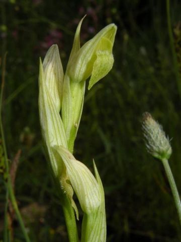 Serapias parviflora Parl. Serapias parviflora Parl.