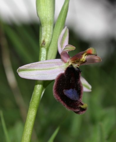 Ophrys bertolonii subsp. bertolonii Moretti Ophrys bertolonii subsp. bertolonii Moretti