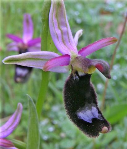 Ophrys bertolonii subsp. bertolonii Moretti Ophrys bertolonii subsp. bertolonii Moretti