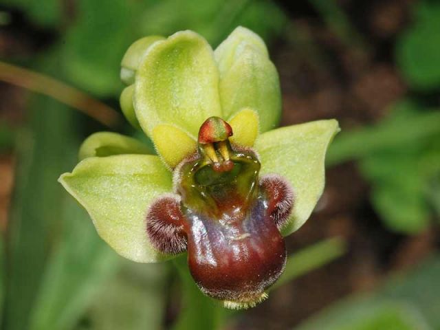 Ophrys bombyliflora Link Ophrys bombyliflora Link