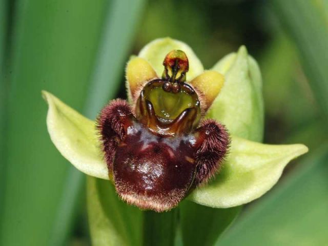 Ophrys bombyliflora Link Ophrys bombyliflora Link