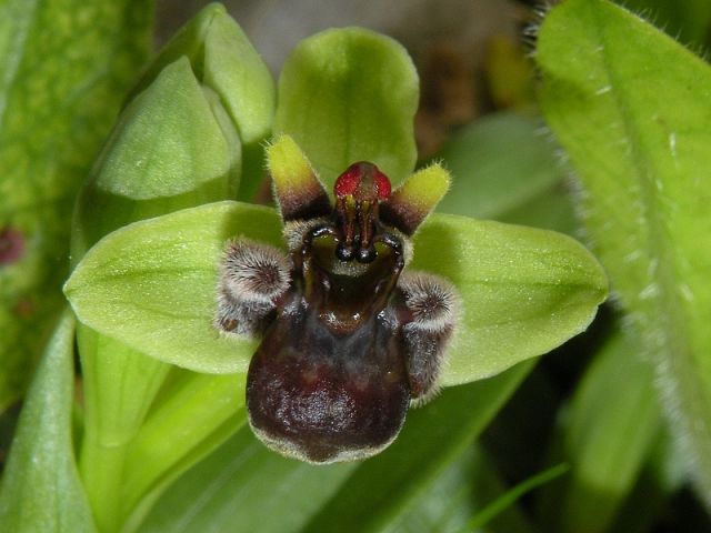 Ophrys bombyliflora Link Ophrys bombyliflora Link