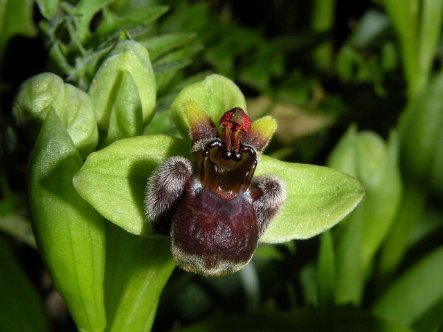 Ophrys bombyliflora Link Ophrys bombyliflora Link