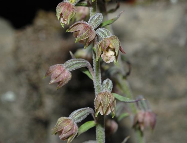 Epipactis microphylla (Ehrh.)Sw. Epipactis microphylla (Ehrh.)Sw.