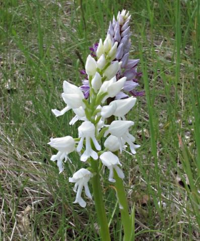 Orchis militaris L. Orchis militaris L.