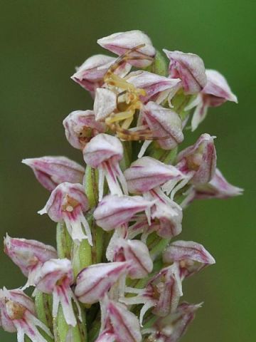 Neotinea maculata (Desf.) Stearn Neotinea maculata (Desf.) Stearn