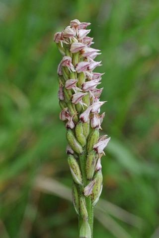 Neotinea maculata (Desf.) Stearn Neotinea maculata (Desf.) Stearn
