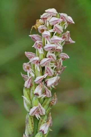 Neotinea maculata (Desf.) Stearn Neotinea maculata (Desf.) Stearn
