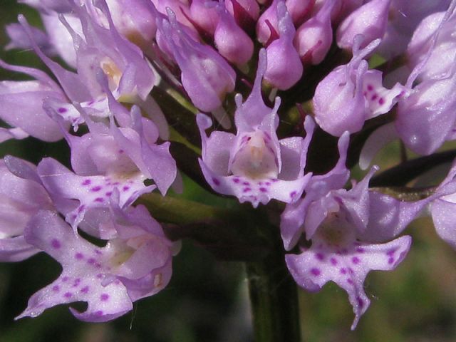 Traunsteinera globosa (L.) Reichenbach Traunsteinera globosa (L.) Reichenbach